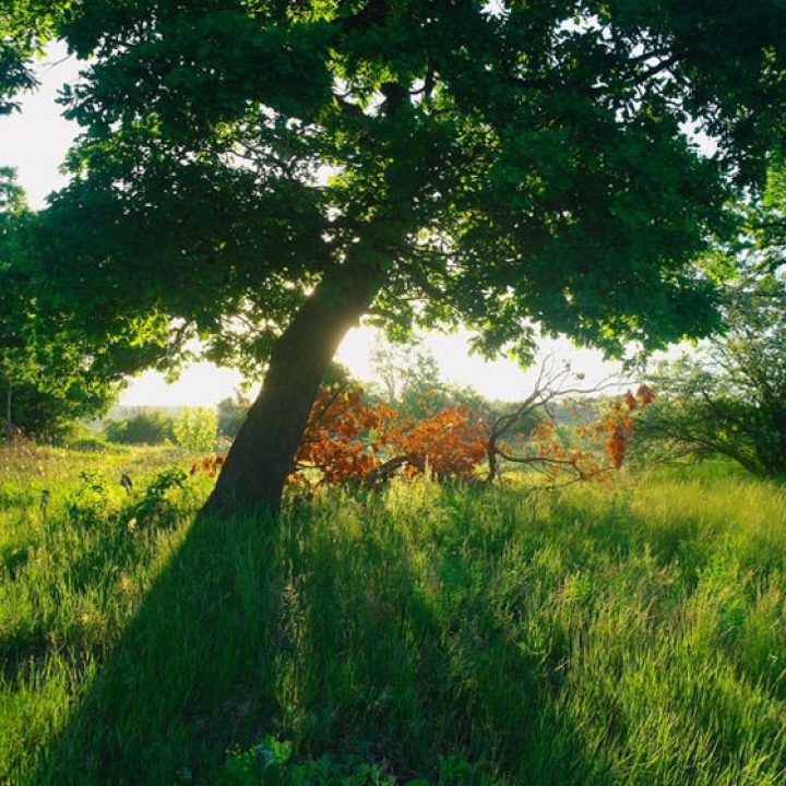 duże drzewo na nasłonecznionej polanie